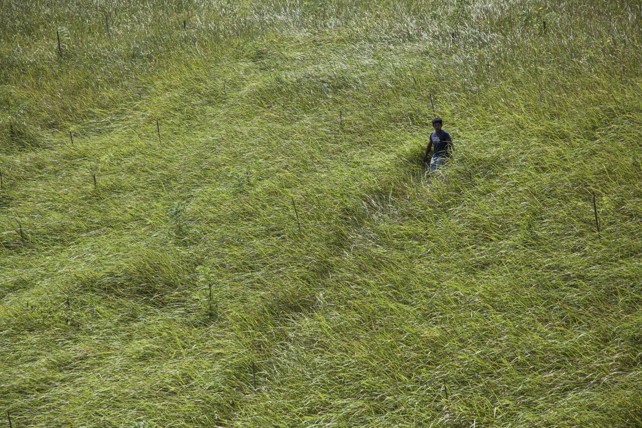 homme dans un champs d'herbes hautes